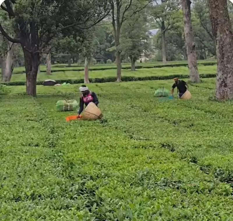 Kangra चाय की पूर्ण मशीनीकृत कटाई समय की मांग Kangra चाय की पूर्ण मशीनीकृत कटाई समय की मांग