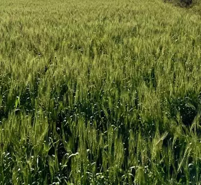 आंध्र प्रदेश सरकार ने किसानों के खातों में ₹12,000 करोड़ जमा किए: Minister आंध्र प्रदेश सरकार ने किसानों के खातों में ₹12,000 करोड़ जमा किए: Minister