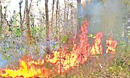 Odisha : राज्य में इस साल जंगल में आग की घटनाएं पर्यावरणविदों को चिंतित कर रही