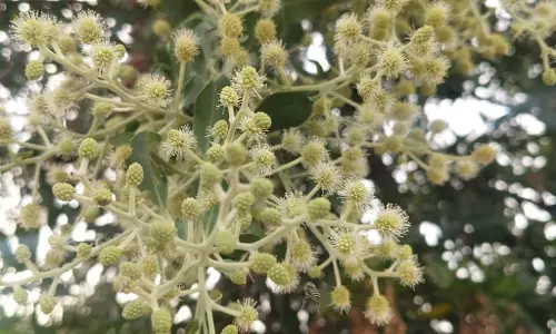 नए लेआउट के लिए सजावट; स्वास्थ्य के लिए खतरनाक