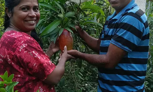 Shirva : दंपति छत पर उगा रहे हैं मियाज़ाकी आम Shirva : दंपति छत पर उगा रहे हैं मियाज़ाकी आम