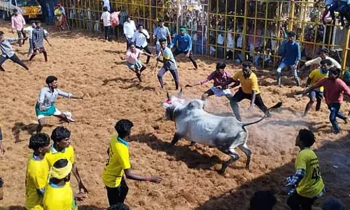 Tamil Nadu : वडासेरीपट्टी में बैल दहाड़ रहे Tamil Nadu : वडासेरीपट्टी में बैल दहाड़ रहे