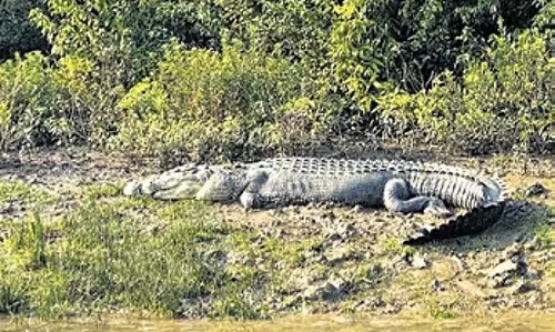 Odisha: कोरी युवक लापता, खारासरोटा नदी में मगरमच्छ के हमले का संदेह Odisha: कोरी युवक लापता, खारासरोटा नदी में मगरमच्छ के हमले का संदेह