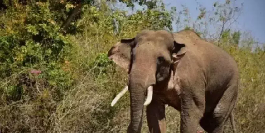 Assam : सोनितपुर जिले में जंगली हाथी ने किसान को कुचलकर मार डाला