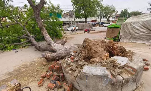 Punjab में हाल ही में आए दो तूफानों में 500 पूर्ण विकसित पेड़ नष्ट हो गए