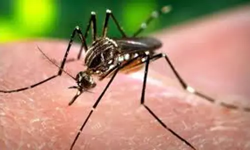 Kerala: डेंगू ने फिर पकड़ी रफ्तार, पिछले साल से तीन गुना ज्यादा मामले दर्ज Kerala: डेंगू ने फिर पकड़ी रफ्तार, पिछले साल से तीन गुना ज्यादा मामले दर्ज