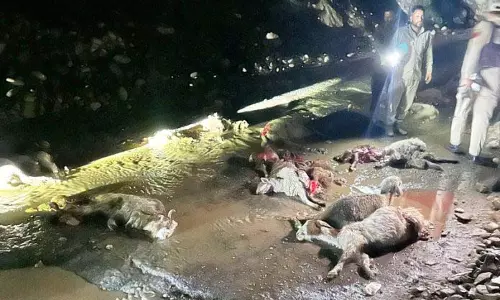 Jammu: लापरवाही से चलाए जा रहे ट्रक ने चरवाहे और 75 भेड़ों को मार डाला Jammu: लापरवाही से चलाए जा रहे ट्रक ने चरवाहे और 75 भेड़ों को मार डाला