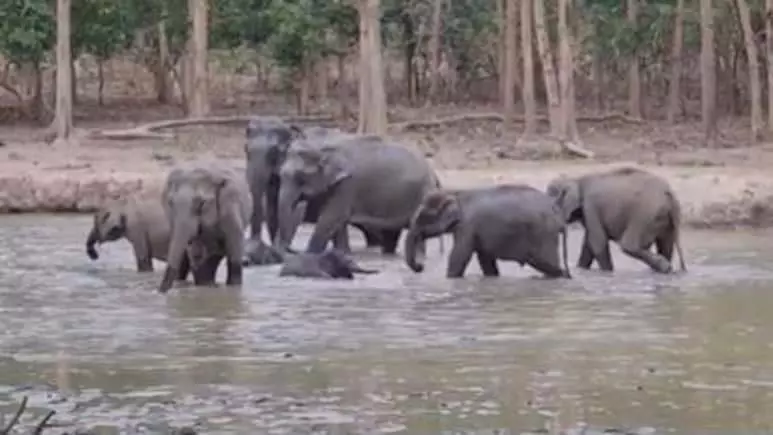 हाथियों का झुंड पानी में कर रहे थे मस्ती, इंटरनेट पर वायरल हुआ VIDEO हाथियों का झुंड पानी में कर रहे थे मस्ती, इंटरनेट पर वायरल हुआ VIDEO