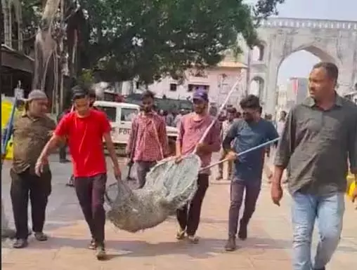 GHMC ने 50 आवारा कुत्तों को पकड़ा GHMC ने 50 आवारा कुत्तों को पकड़ा