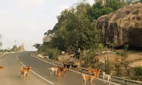 Tamil Nadu : मदुरै निगम क्षेत्र में 38,348 आवारा कुत्ते Tamil Nadu : मदुरै निगम क्षेत्र में 38,348 आवारा कुत्ते