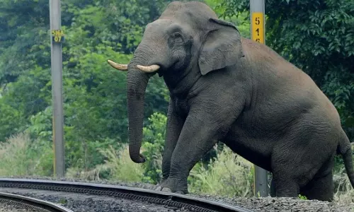 Kerala सरकार ने मानव-वन्यजीव संघर्ष मामलों में अनुग्रह सहायता के लिए दिशा-निर्देश संशोधित किए