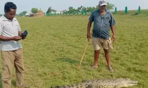 Odisha के भितरकनिका में खारे पानी का मगरमच्छ मृत पाया गया