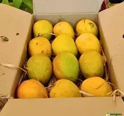 Lucknow: अंतरराष्ट्रीय बाजार में पहुंचे अवध के आम, मैंगो बॉक्स से बढ़ा आकर्षण Lucknow: अंतरराष्ट्रीय बाजार में पहुंचे अवध के आम, मैंगो बॉक्स से बढ़ा आकर्षण