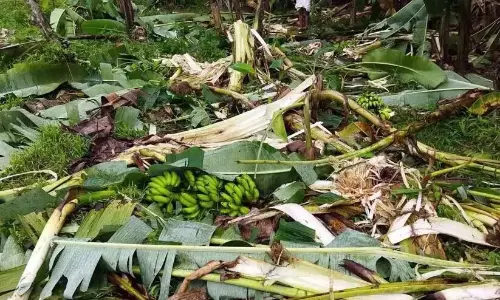 कोई मुआवजा नहीं; खेती घाटे का सौदा कोई मुआवजा नहीं; खेती घाटे का सौदा