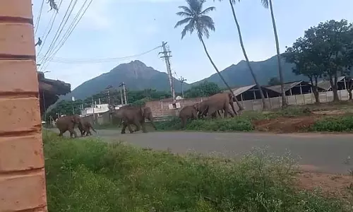 Tamil Nadu : सड़क पार करते हाथियों का झुंड