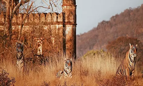 Rajasthan: रणथंभौर राष्ट्रीय उद्यान के पास खेतों में भटके बाघिन और उसके बच्चे