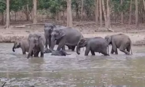 हाथियों का झुंड पानी में कर रहे थे मस्ती, इंटरनेट पर वायरल हुआ VIDEO हाथियों का झुंड पानी में कर रहे थे मस्ती, इंटरनेट पर वायरल हुआ VIDEO