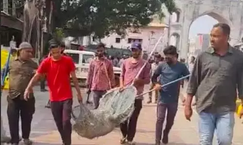 GHMC ने 50 आवारा कुत्तों को पकड़ा