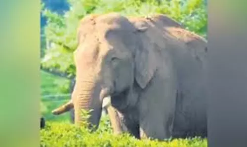 Kerala सरकार ने मानव-वन्यजीव संघर्ष मामलों में अनुग्रह सहायता के लिए