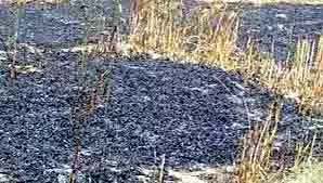 Kangra:बिजली की तारें टूटकर खेतों में गिरीं, गेहूं की फसल सहित बगीचा राख Kangra:बिजली की तारें टूटकर खेतों में गिरीं, गेहूं की फसल सहित बगीचा राख