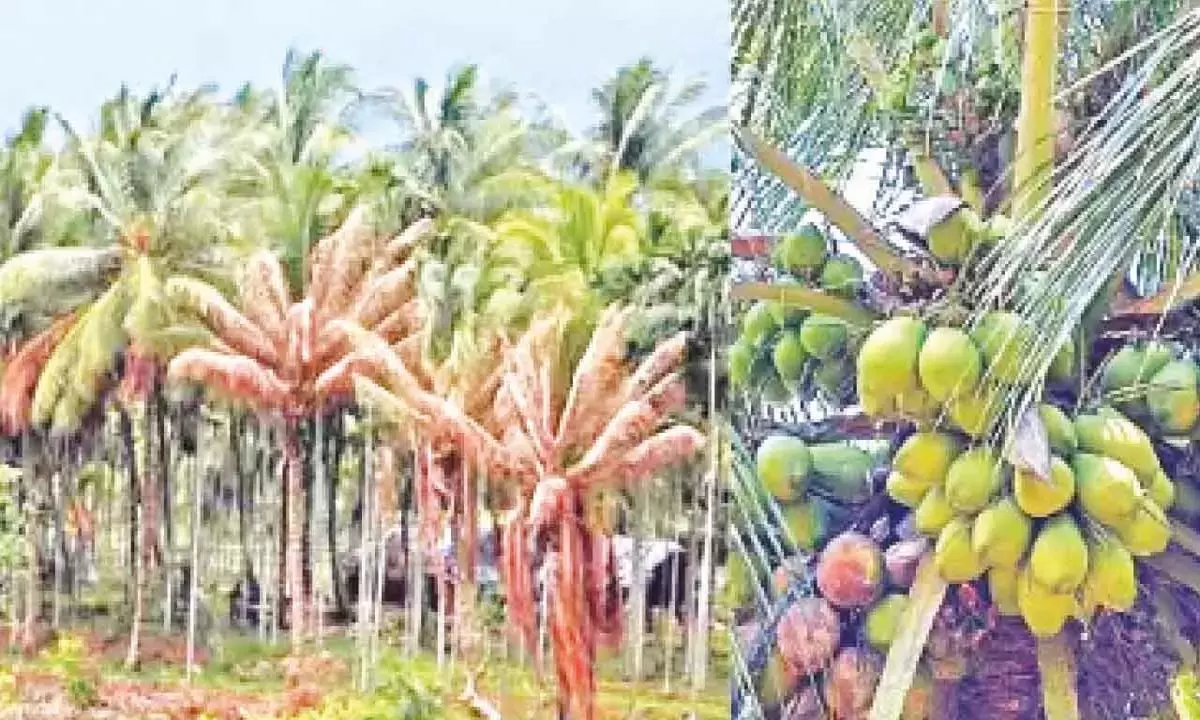 तमिलनाडु में 28 लाख रोगग्रस्त नारियल के पेड़ों पर कुल्हाड़ी से हमला तमिलनाडु में 28 लाख रोगग्रस्त नारियल के पेड़ों पर कुल्हाड़ी से हमला