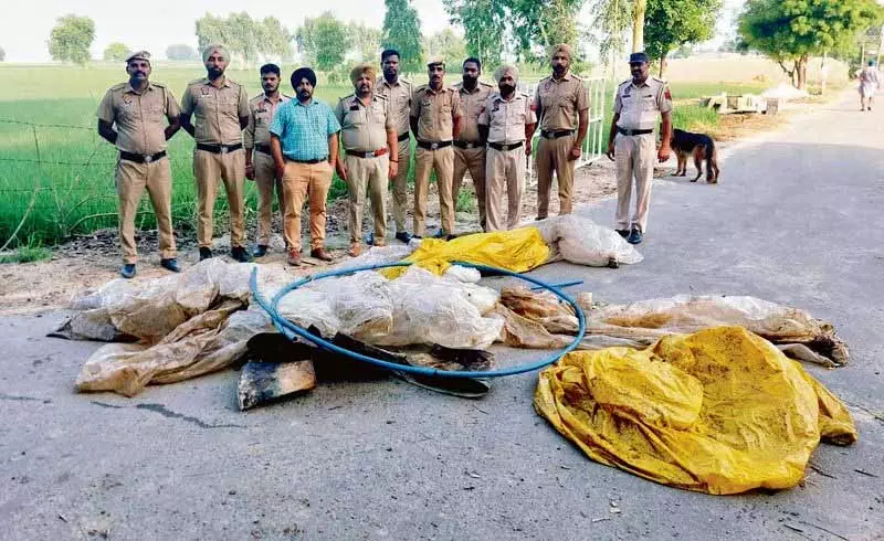 Punjab: अवैध शराब बनाने वाले ‘अतिरिक्त स्वाद’ के लिए छिपकलियों और मेंढकों की सूखी खाल का इस्तेमाल करते Punjab: अवैध शराब बनाने वाले ‘अतिरिक्त स्वाद’ के लिए छिपकलियों और मेंढकों की सूखी खाल का इस्तेमाल करते
