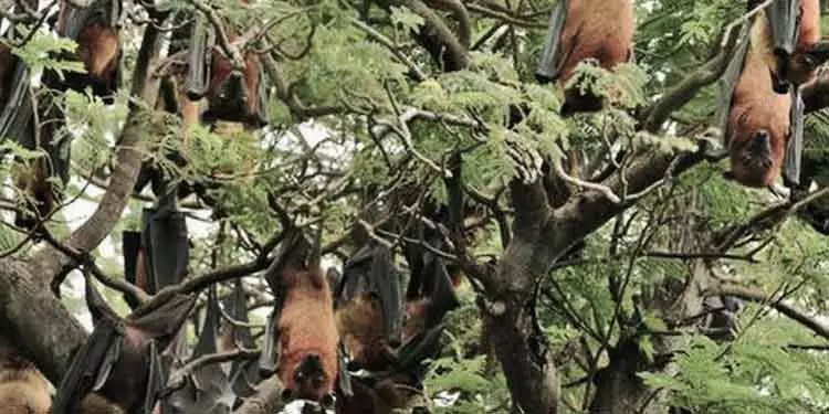क्योंझर गांव चमगादड़ों का अभ्यारण्य बन गया क्योंझर गांव चमगादड़ों का अभ्यारण्य बन गया