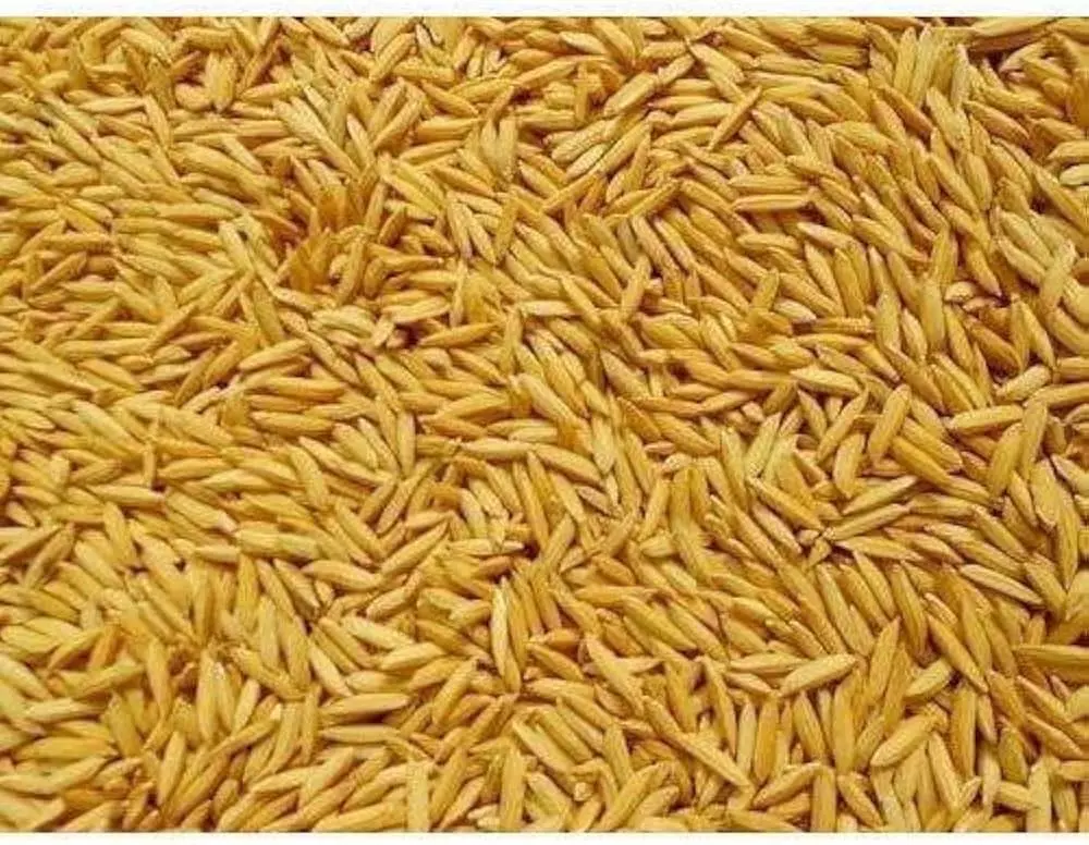 महासमुंद : खरीफ फसल के लिए धान बीज पर्याप्त मात्रा में उपलब्ध महासमुंद : खरीफ फसल के लिए धान बीज पर्याप्त मात्रा में उपलब्ध