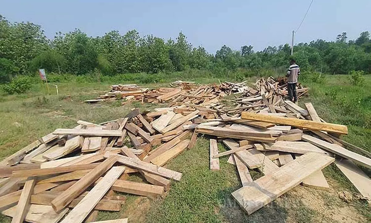 Forest Dept ने क्योंझर में 30 लाख रुपये की लकड़ी जब्त की Forest Dept ने क्योंझर में 30 लाख रुपये की लकड़ी जब्त की