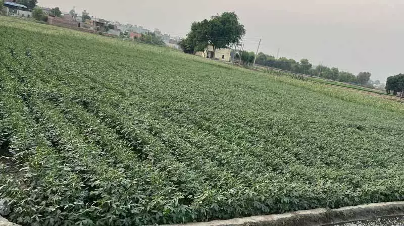 Ludhiana: मक्का, मूंग कुशन फसलों के रूप में उभरे Ludhiana: मक्का, मूंग कुशन फसलों के रूप में उभरे