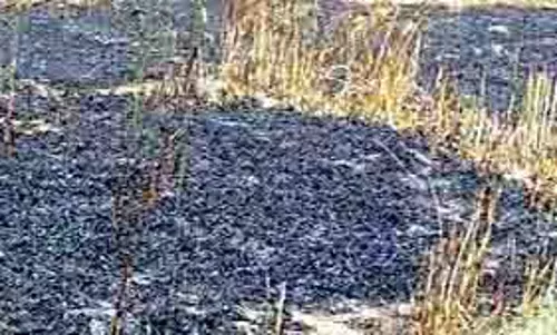 Kangra:बिजली की तारें टूटकर खेतों में गिरीं, गेहूं की फसल सहित बगीचा राख Kangra:बिजली की तारें टूटकर खेतों में गिरीं, गेहूं की फसल सहित बगीचा राख