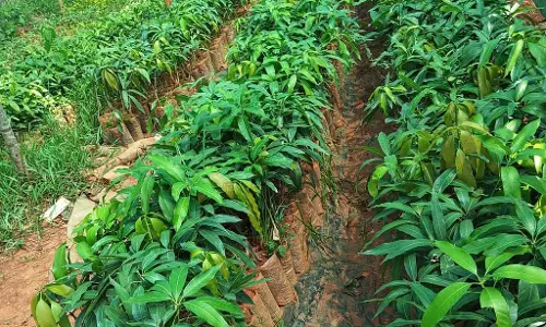 पौध प्रजनन केंद्र: सुपारी के पौधों का अस्तित्व