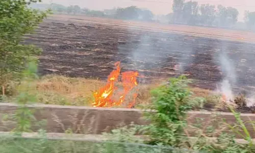 Punjab में अब तक 6,244 खेतों में आग लगी