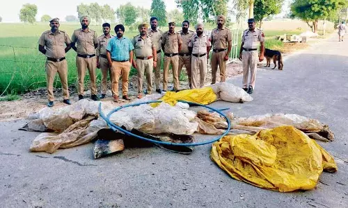 Punjab: अवैध शराब बनाने वाले ‘अतिरिक्त स्वाद’ के लिए छिपकलियों और मेंढकों की सूखी खाल का इस्तेमाल करते