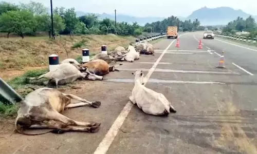 Theni district में सरकारी बस के गाय के झुंड से टकराने से 18 गायों की मौत Theni district में सरकारी बस के गाय के झुंड से टकराने से 18 गायों की मौत
