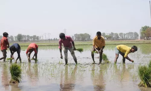 Karnal में धान की समय से पहले रोपाई रोकने के लिए 35 टीमें तैनात Karnal में धान की समय से पहले रोपाई रोकने के लिए 35 टीमें तैनात