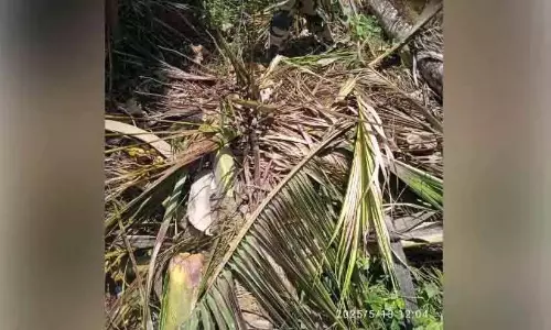 रोसुमाला में जंगली हाथियों का झुंड किसानों की नींद में खलल डाल रहा