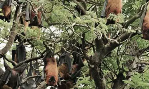 क्योंझर गांव चमगादड़ों का अभ्यारण्य बन गया