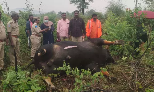 Telangana: भद्राद्री कोठागुडेम में कोयला ट्रेन की चपेट में आने से गौर की मौत Telangana: भद्राद्री कोठागुडेम में कोयला ट्रेन की चपेट में आने से गौर की मौत