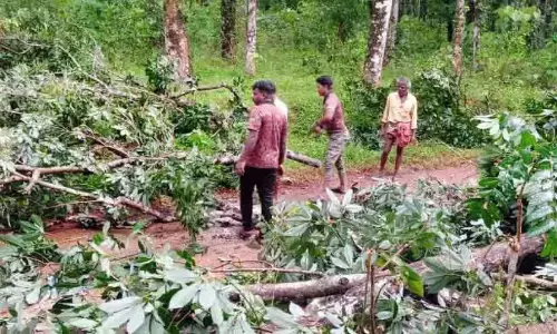 Kerala : चक्रवात और बारिश से छह खेतों में फसलों को भारी नुकसान