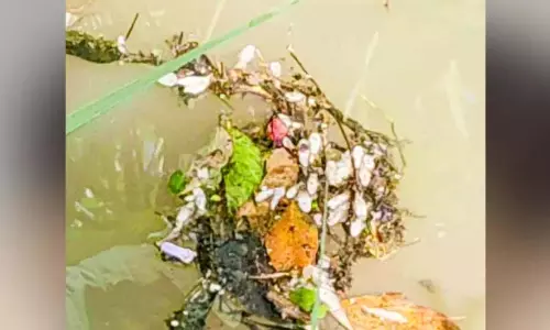 रासायनिक संदूषण का संदेह; कट्टप्पनयार में तैरती मृत मछलियाँ रासायनिक संदूषण का संदेह; कट्टप्पनयार में तैरती मृत मछलियाँ