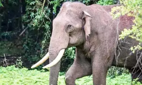 मुल्लारिंगाड में हाथियों का उपद्रव; घोषणाएं तो होती हैं, लेकिन कोई कार्रवाई नहीं होती मुल्लारिंगाड में हाथियों का उपद्रव; घोषणाएं तो होती हैं, लेकिन कोई कार्रवाई नहीं होती
