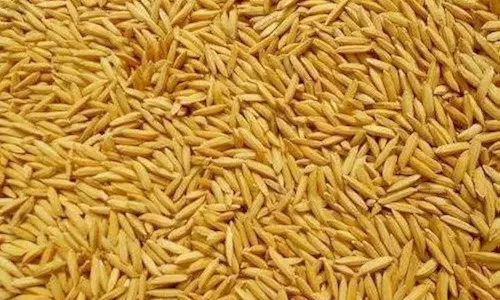 महासमुंद : खरीफ फसल के लिए धान बीज पर्याप्त मात्रा में उपलब्ध महासमुंद : खरीफ फसल के लिए धान बीज पर्याप्त मात्रा में उपलब्ध