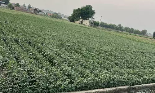 Ludhiana: मक्का, मूंग कुशन फसलों के रूप में उभरे