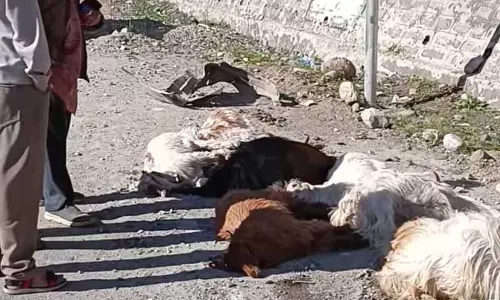 Himachal: तेज रफ्तार टैक्सी ने ली चरवाहे समेत 10 पशुओं की जान Himachal: तेज रफ्तार टैक्सी ने ली चरवाहे समेत 10 पशुओं की जान