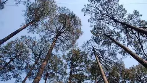 वन रेंजरों को ड्यूटी के दौरान सुरक्षित रहना चाहिए: वन मंत्री ने सलाह दी वन रेंजरों को ड्यूटी के दौरान सुरक्षित रहना चाहिए: वन मंत्री ने सलाह दी