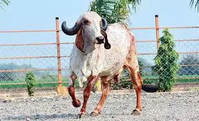 Jaipur: गिर गाय की नस्ल सुधार में पशुपालन विभाग के अभिनव प्रयास Jaipur: गिर गाय की नस्ल सुधार में पशुपालन विभाग के अभिनव प्रयास