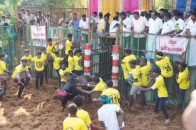 Tamil Nadu: पप्पनविधु जल्लीकट्टू के दौरान दहाड़े बैल Tamil Nadu: पप्पनविधु जल्लीकट्टू के दौरान दहाड़े बैल