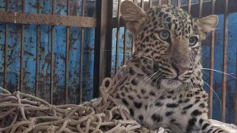 Nangal में आवारा कुत्तों से बचने के लिए तेंदुआ पेड़ पर छिप गया, फंस गया Nangal में आवारा कुत्तों से बचने के लिए तेंदुआ पेड़ पर छिप गया, फंस गया