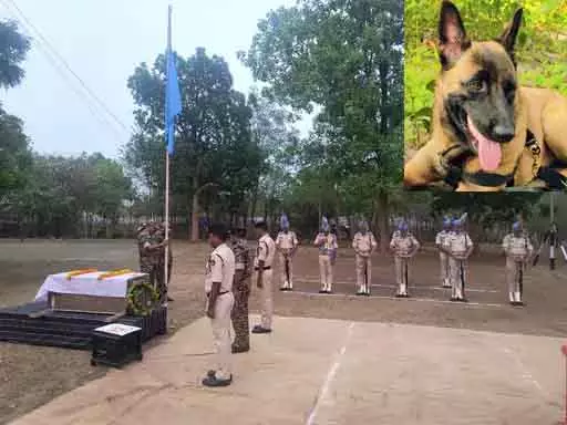 स्निफर डॉग K-9 रोले की मौत, IED बम तलाशते समय मधुमक्खियों ने काटा स्निफर डॉग K-9 रोले की मौत, IED बम तलाशते समय मधुमक्खियों ने काटा